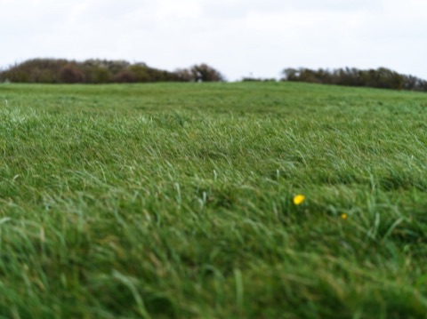 Prairie d'herbe verte de Normandie en gros plan, une fleur jaune, ciel blanc