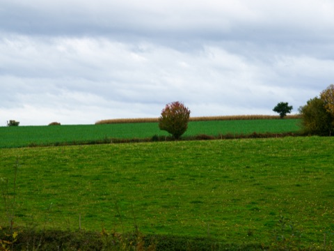 Campagne bretonne vallonnée, arbre roux d'automne entre deux champs verts
