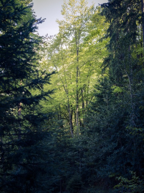 Hêtre éclairé au milieu de sapins sombres, sous-bois de l'Isère